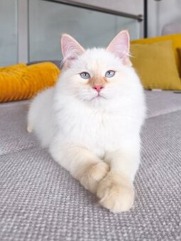 Mačiatka Neva Masquerade