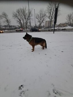 Nemecký ovčiak - krytie