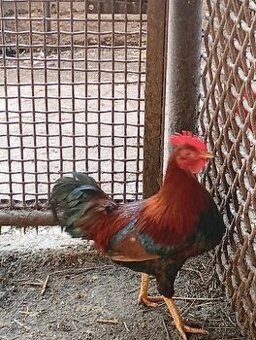 Kohút velsumka zdrobnela hrdzavo-jarabičia