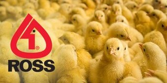 Brojlere Ross 308