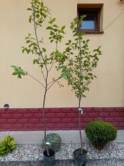 Hurmikaki