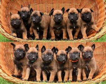 Belgický ovčák Malinois s PP po Edward Ad-Gür