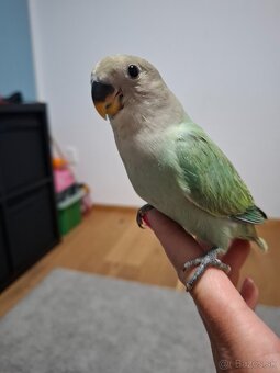 Agapornis ruzovohrdly