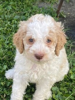 LAGOTTO ROMAGNOLO S PP/Italský vodní pes
