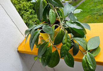 rastlina Hoya carnosa (voskovka)
