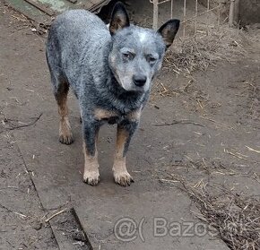 Austrálsky dobytkársky pes - 1