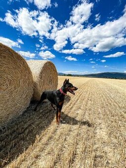 Doberman Šteniatka