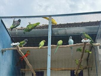 Alexander malý (zelený, žltý) a čínsky