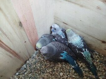 Andulka blackwings,ciernokrydla