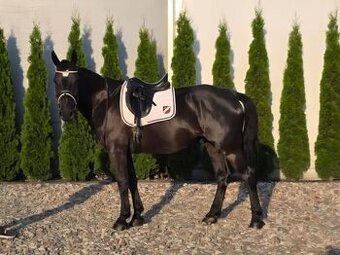 4 ročná kobylka - 1