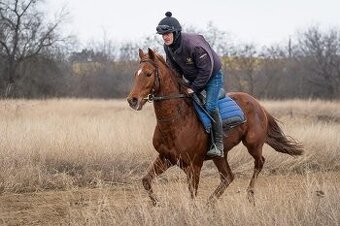 Predám koňa A1/1 - 1