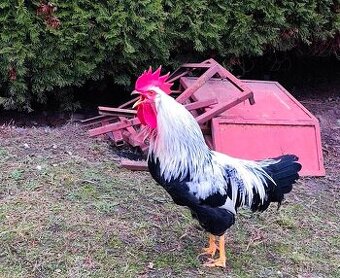 Kohút - Vlaška striebrokrká