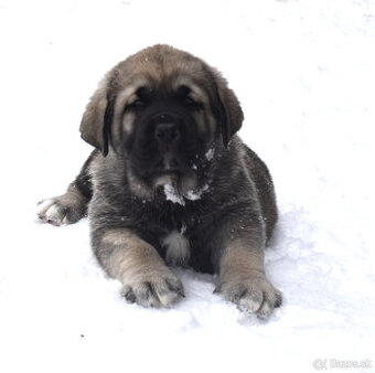 Španělský mastin-štěňátka-volný pejsek a 3 fenky