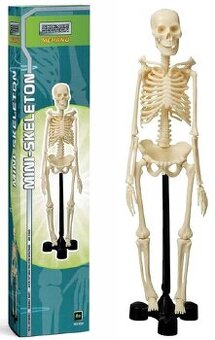 ľudská kostra az 46cm model na stôl