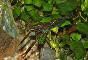Macrobrachium dayanum