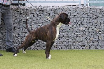 Nemecký Boxer pes na krytie