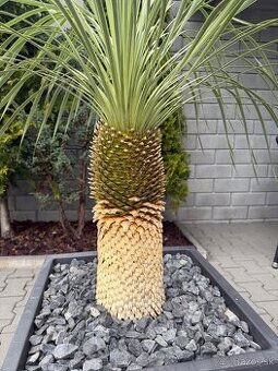 yucca