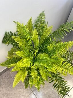 Nephrolepis exaltata Tiger Fern papraď