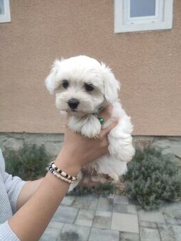 Bichon frise,Maltichon,Bison,bisonik