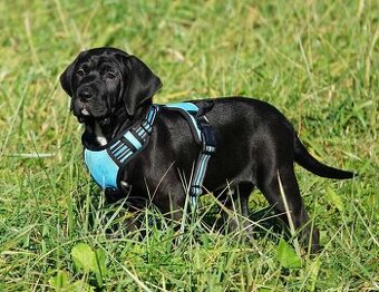 Tosa Inu - kluci k odběru