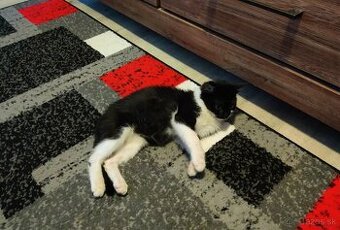 Darujem mačiatko - kocúr