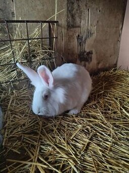 2 samice domácich zajacov