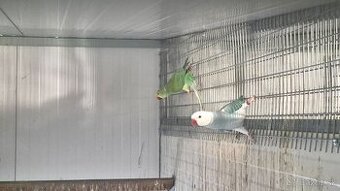 Alexander malý Chovné páriky r. 2021