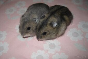 Škrečok džungarský (čistokrvný) s PP