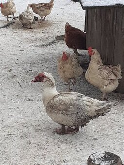 Káčica čínska,pižmová-káčer