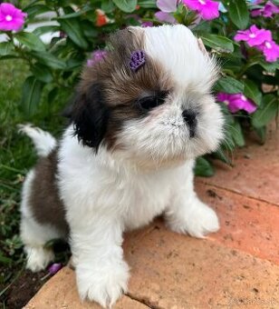 Šteniatka Shih Tzu na adopciu.