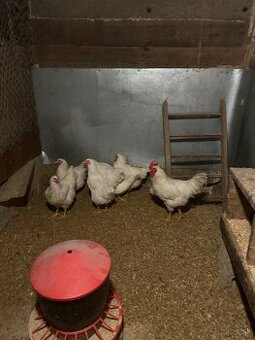 Nasadove vajička plymutka biela