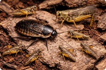 Predám kŕmne šváby a sarančatá