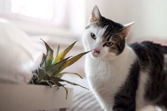 Darujem krásnu mohutnú mačičku Sylvu