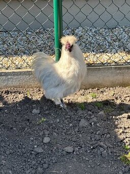 Kohút - hodvabničky