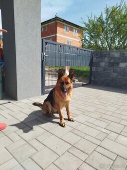 Nemecký ovčiak