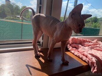Sphynx mačička