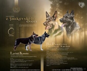 Východoeurópsky ovčiak, Nemecký ovčiak