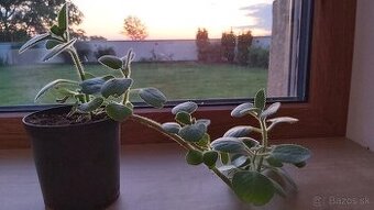 Nádchovník rýmovník (Plectranthus)