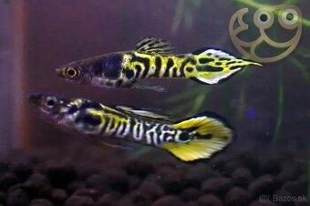 Predám endlerky Yellow tiger