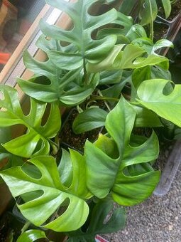Monstera minima