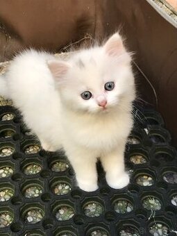 predám biele mačiatka Turecká angora