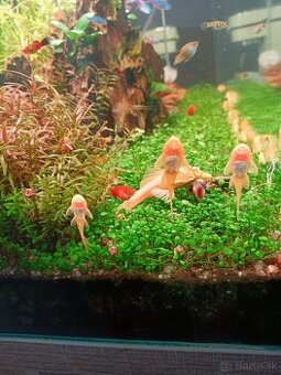 Prisavnik zalty