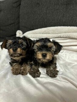 REZERV.-do 7.11.Yorkshire terrier