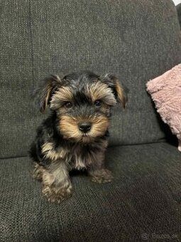 -Yorkshire terrier