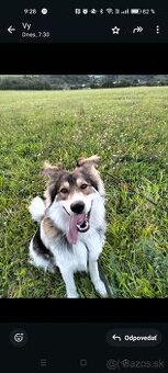 Dvojročný kríženec, darujeme