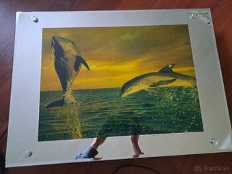 Obraz delfìny so svetlom - 1