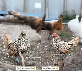 Predám Sebritky a bažanty tenebroz