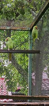 Pár Alexandrov malého a samec rozery pestrej starši