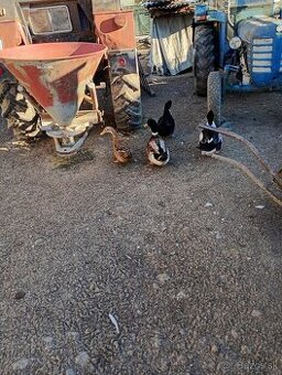 Krížence ruánskej kačky