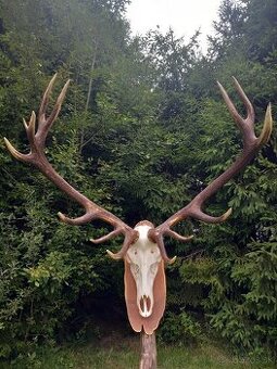 Trofej Parohy Parožie Zhody paroh zhod jeleň